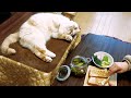 朝食を見守ってくれる愛猫【牡蠣のオープンサンド】