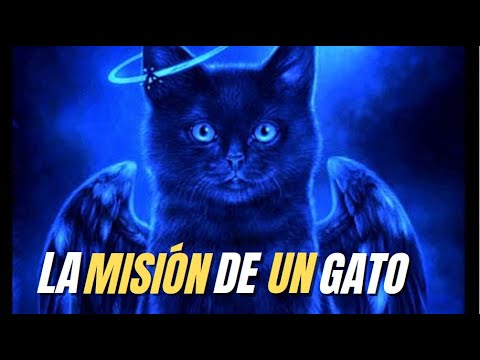 ¿Por qué los