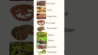 Dangerous Snakes names / scary snakes vocabulary #education #snake #shortvideo #short #shorts