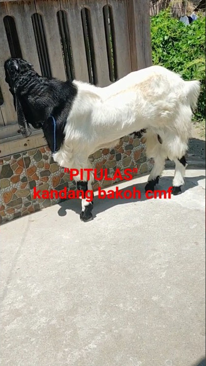 PITULAS #jackcmf#barongan#pitulas