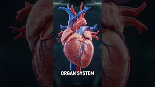 How Life starts from a Cell |Levels of body Organisation | #science#biology#science #wildlife#shorts