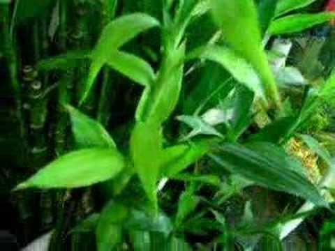 98 lucky bamboo plant