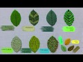 HAND EMBROIDERY FOR BEGINNERS: 10 Types of Leaves