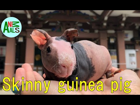 【珍ペット】Cute pet animals SkinnyGuineaPig