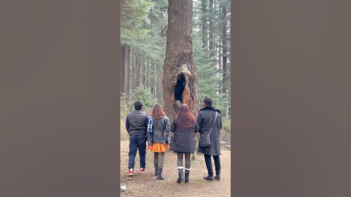 Love tree😱॥A magical tree⁠ @RKR_Vines #shorts #ytshorts #explore
