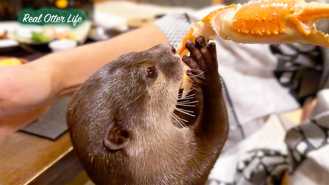 Очаровательные выдры проводят уютный день в спа-салоне [Источник]