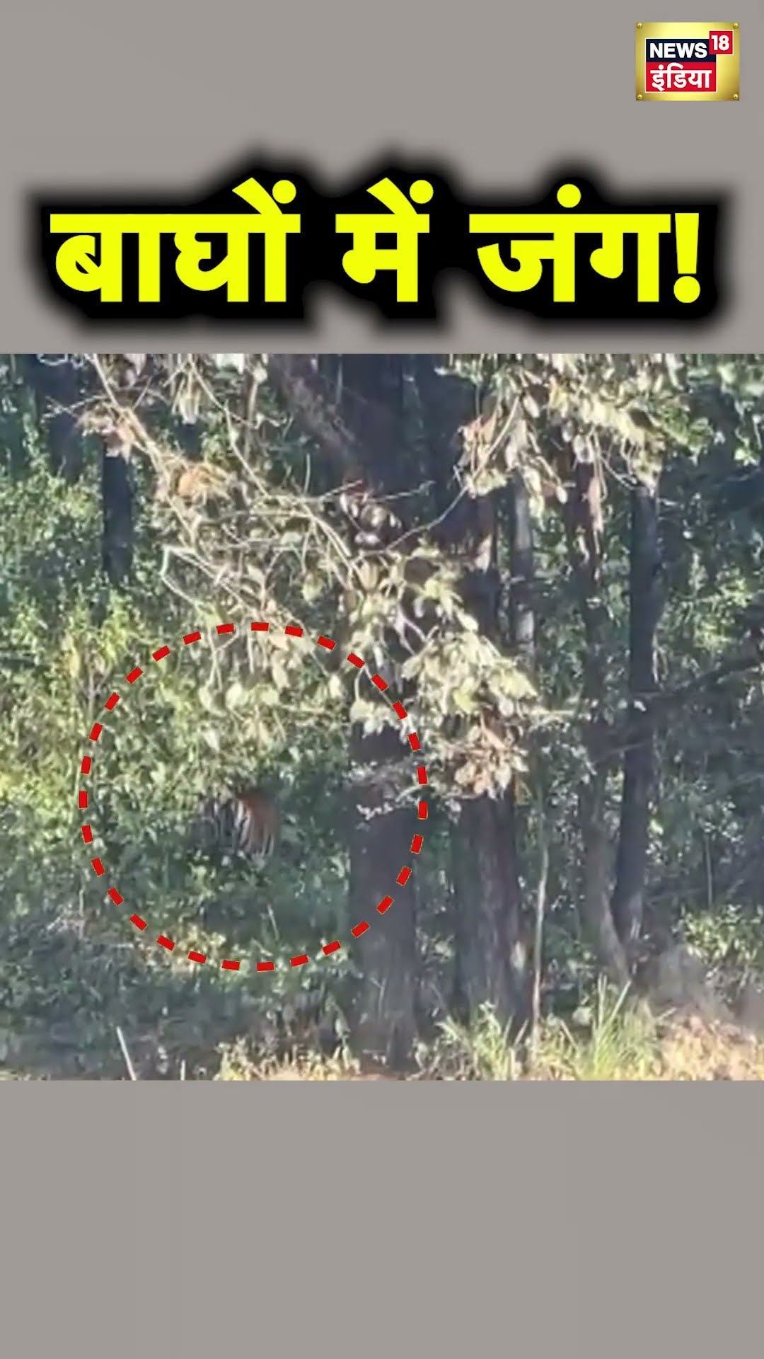 Madhya Pradesh के Kanha Tiger Reserve में दो बाघों की लड़ाई का Viral Video | Hindi News | N18S