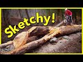 Turning A Fallen Tree Into A Mountain Bike Feature 😮