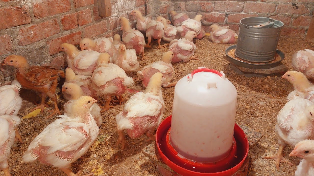 لو وزن الفراخ عندك ضعيف يبقا الفديو ده ليكى 👌جبتلكم البهارات البتفتح شهيه الفراخ وتخليهم زى الرومى🙈