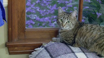 How Do You Like Meow: Khloe | My Cat From Hell