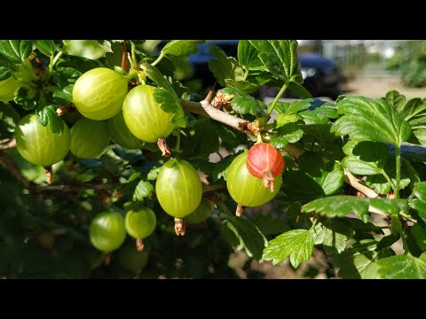 Video: Stachelbeere (Ribes Uva-crispa). Vielversprechende Sorten, Stachelbeerzüchtungstechnologie