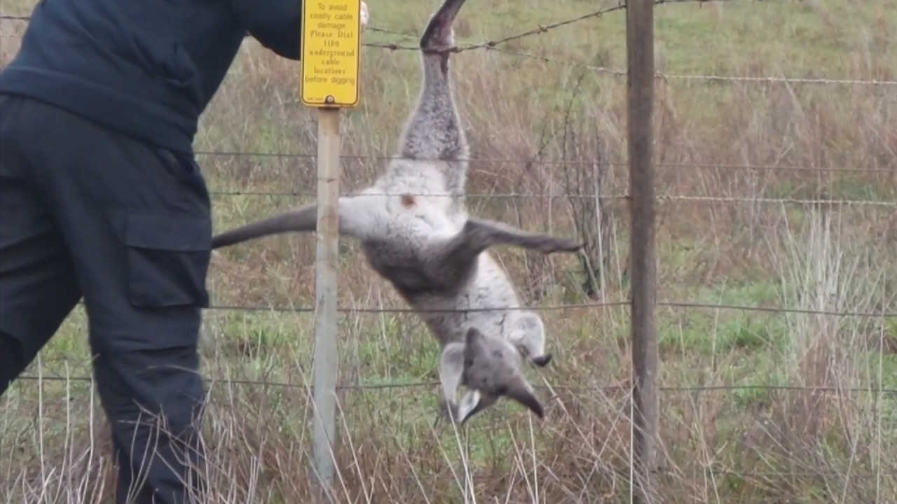 Kangaroo caught in fence YouTube