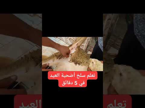 تعلم سلخ أضحية العيد في 5 دقائق