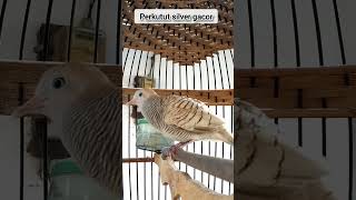 Perkutut Silver Gacor