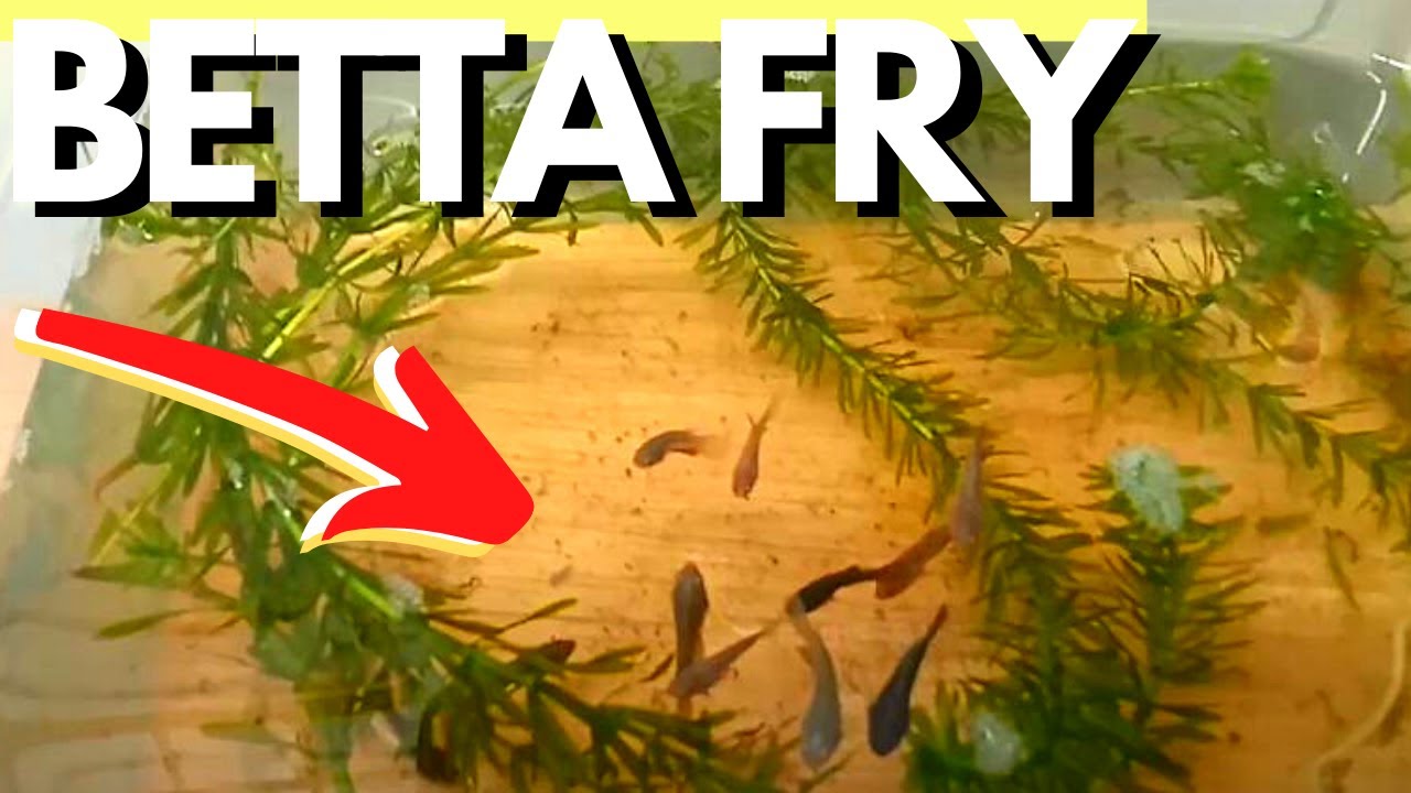 BETTA FRY feeding routine BETTA FRY FOOD CARTIMAR PET CENTER YouTube