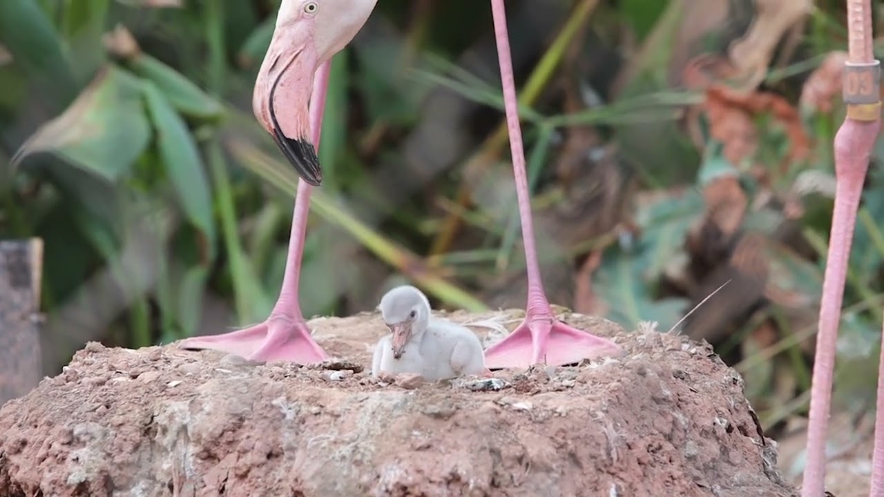 Adorable Greater Flamingo Chick at the Phoenix Zoo - YouTube