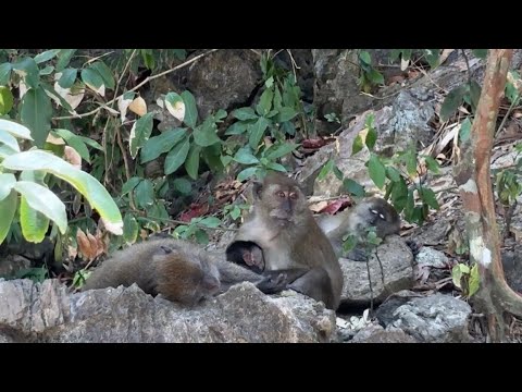 Wild macaques at Monkey Beach โ video thumbnail