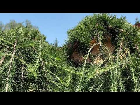 Декоративные хвойные. Композиция с лиственницей на штамбе. Хвойная 22. Пихта сибирская живая изгородь. Лиственница крейчи на штамбе.