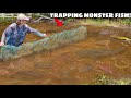 Trapping monster aquarium fish in abandoned mud pond