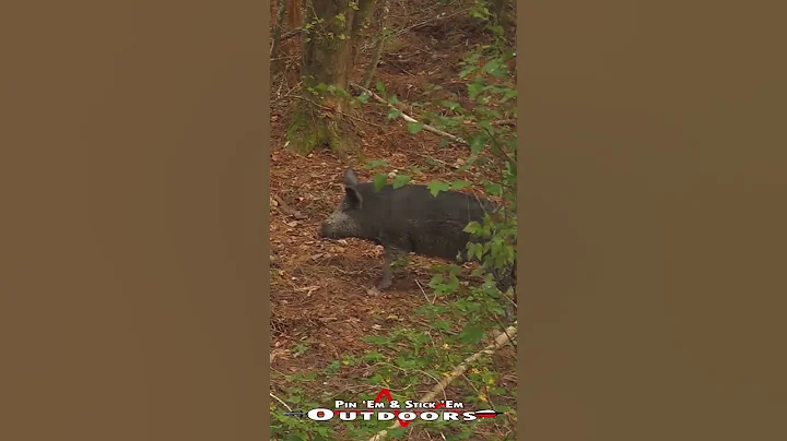 Bowhunting Georgia Hogs