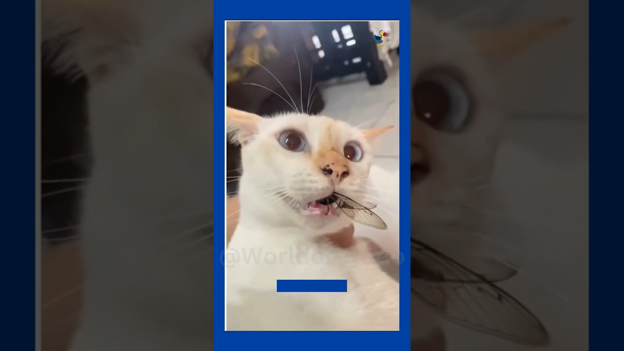 FUNNY CAT compilation 🐱 