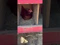 Nesting #chicken #homestead