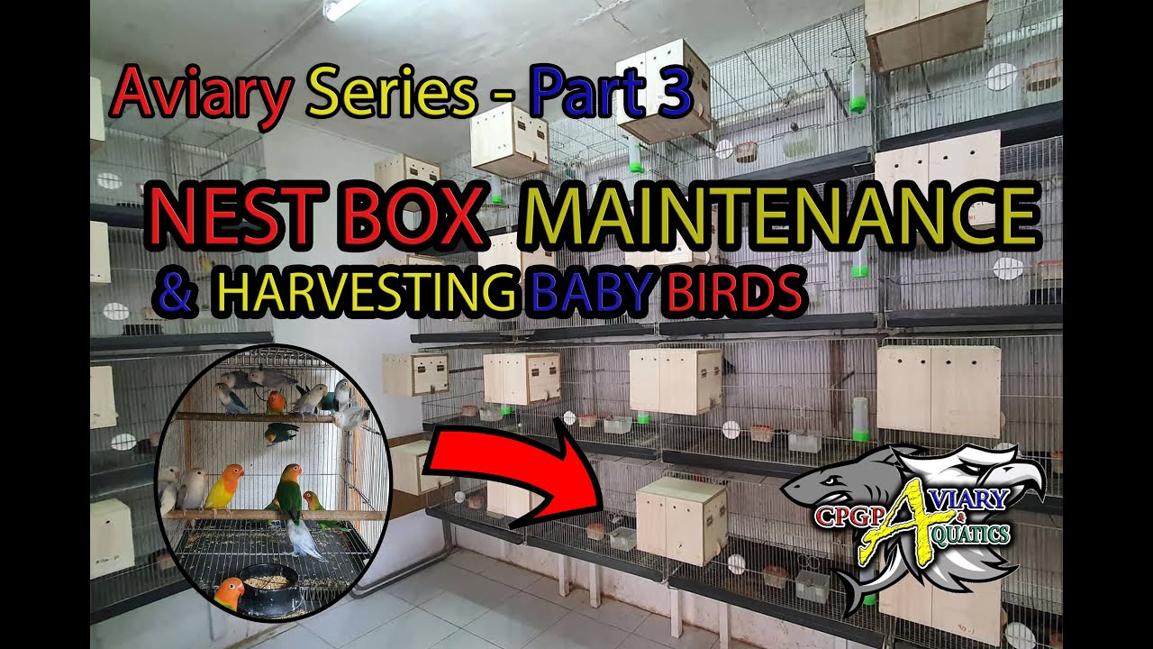 Aviary Series : NEST BOX MAINTENANCE & BIRD HARVEST - (Tagalog w/ English Sub)
