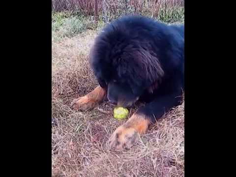 Video: Ar mastifai medžiojo liūtus?