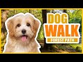 Virtual Dog Walk I Nature Walk I Dog TV I Virtual Puppy Walking I Dog Walking