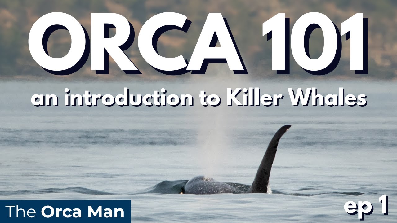 Orca 101 ep1: an introduction to Killer Whales - YouTube