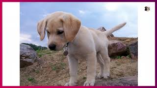 Labrador puppies for sale in Melbourne Victoria Australia