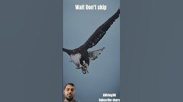 #سورة_الإخلاص #egzonibrahimi #quran #viralvideo #birds #eagle #nature #shortvideo