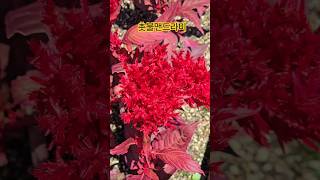 Closing cristata(촛불빨강맨드라미꽃말:영원한사랑,열정)#nature #flower