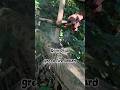 Bow drill on fallen Green wood #primitivefirelighting #bushcraft