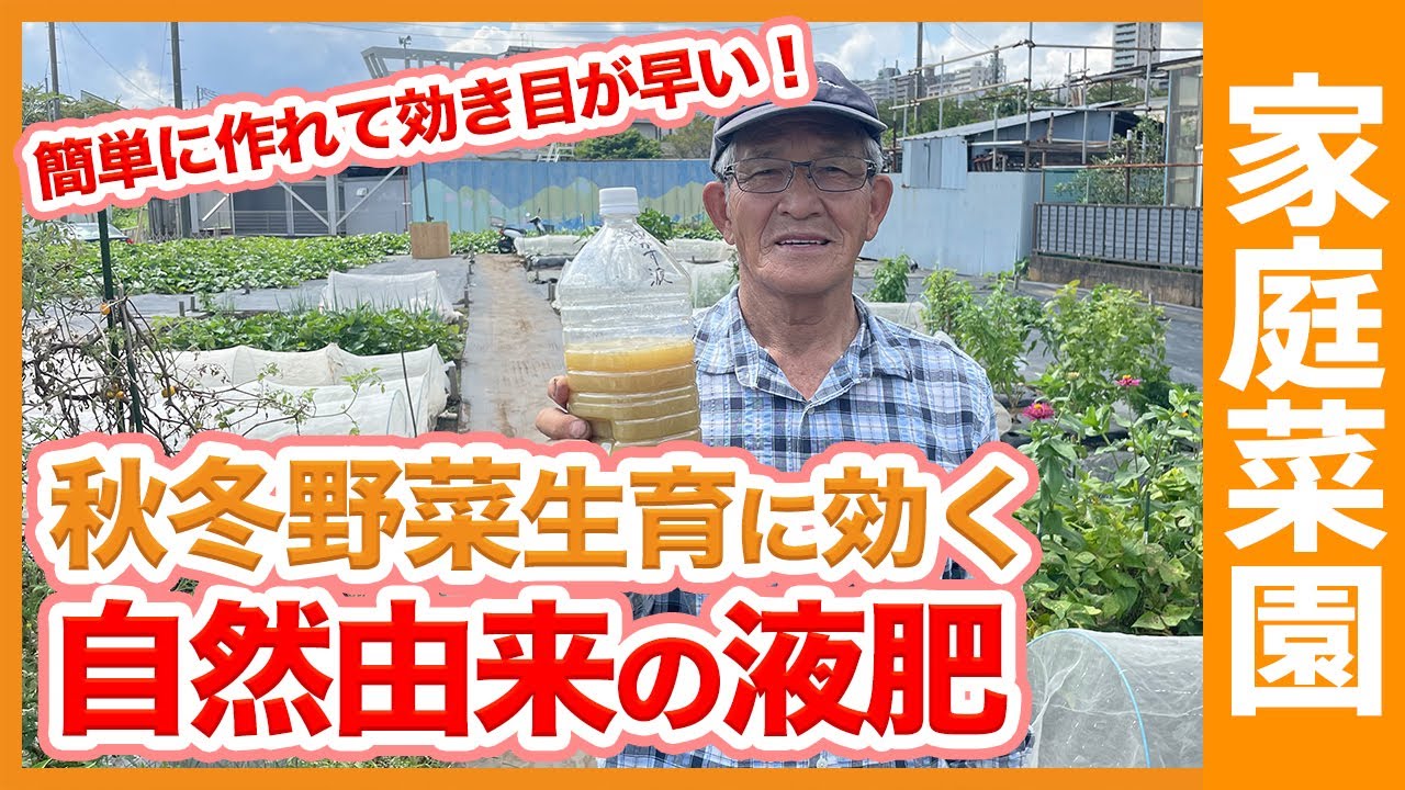 秋冬野菜の追肥に効く 自然由来液肥でキャベツ 白菜 ブロッコリーを大きく栽培 家庭菜園でも簡単に作れる液肥の作り方を解説 農家直伝 Youtube