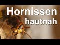 Hornissen - Beobachtungen, Angriff und Überraschung