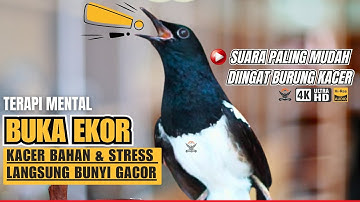 KACER FIGHTER SUARA KASAR | PANCINGAN KACER GACOR MENAIKKAN EMOSI #kacergacor #kacerjuara