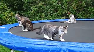 Norwegian Forest Kittens doing the trampoline