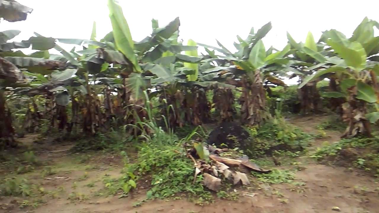 Plantain plantation YouTube