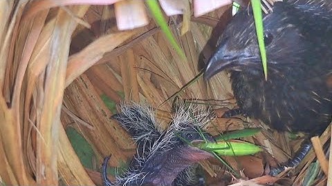 TERNYATA BEGINI SARANG BURUNG BUBUT ILALANG