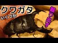 【クワガタ カブトムシ生活】 昆虫採集 雨で行けず 飼育クワガタいじる 【stag beetle】