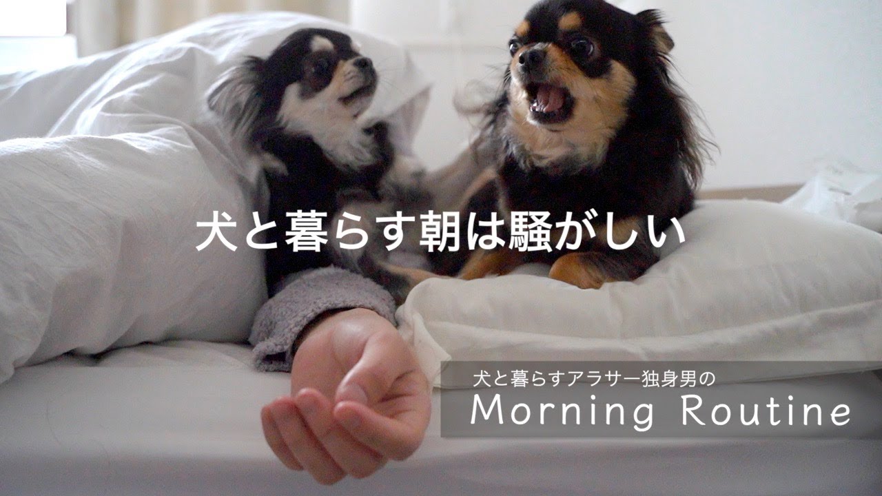 犬によって早起きになった30代独身男の幸せな朝【モーニングルーティン】