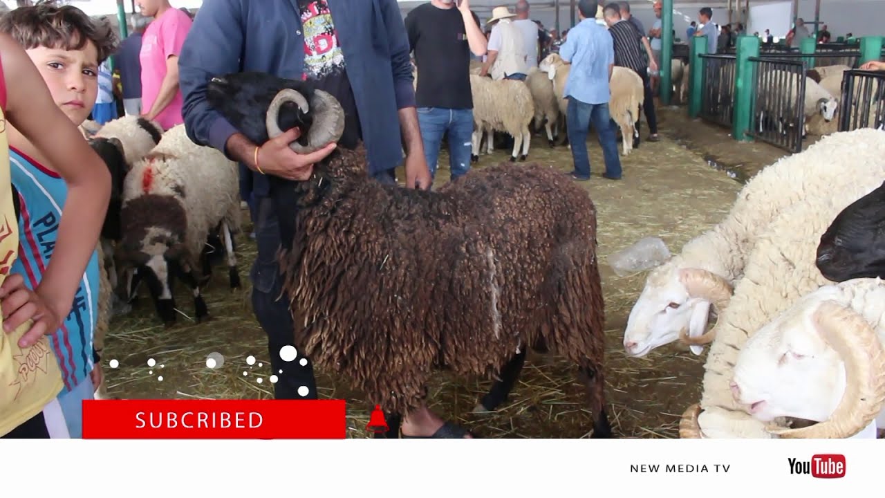 علوش سعره 2000 د وما نبيعش  .. يكذب عليك رغم الغلاء الناس الكل تشري 🐏 🔥