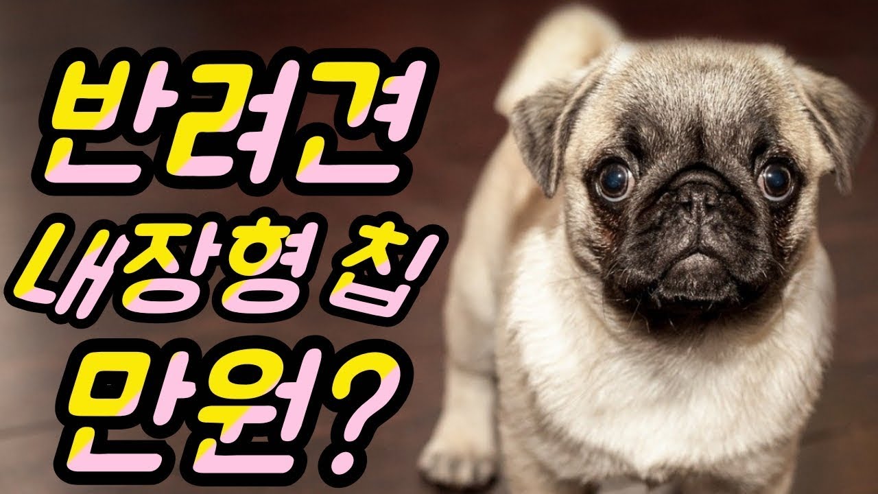 반려견, 동물등록 내장형 칩 1만원!? |이슈리뷰