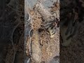 2 stunning spiders #shortsvideo #giantspider