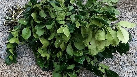 Độc quyền cành chiết từ các cây bưởi Ruby Thái Lan đầu dòng - Ruby Tabtim Siam: 0869214270