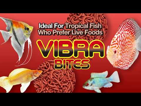 Hikari Tropical Vibra Bites【KYORIN,HIKARI,Tropicalfish Diets】