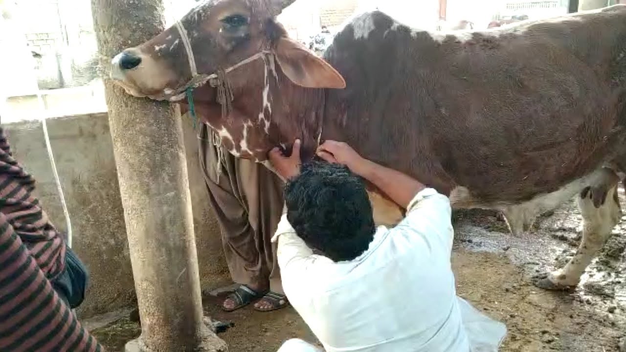 Emergency: Cow high fever and low blood pressure treatment - YouTube