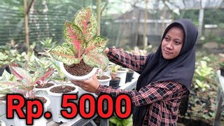 PUSAT ❗TANAMAN HIAS AGLONEMA HARGA LIMARIBUAN..