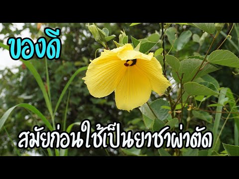 วีดีโอ: สมุนไพรป่าไม้ดอกเหลือง